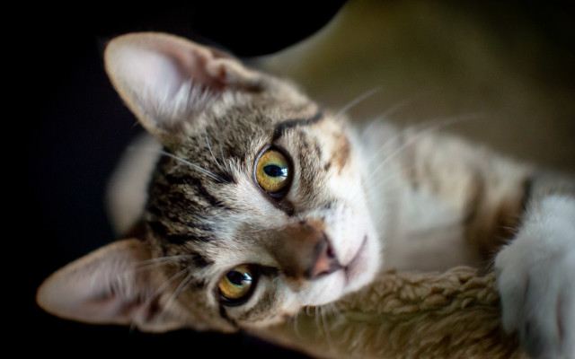 Curious white cat blurry shift free wallpaper for desktop - medium preview image