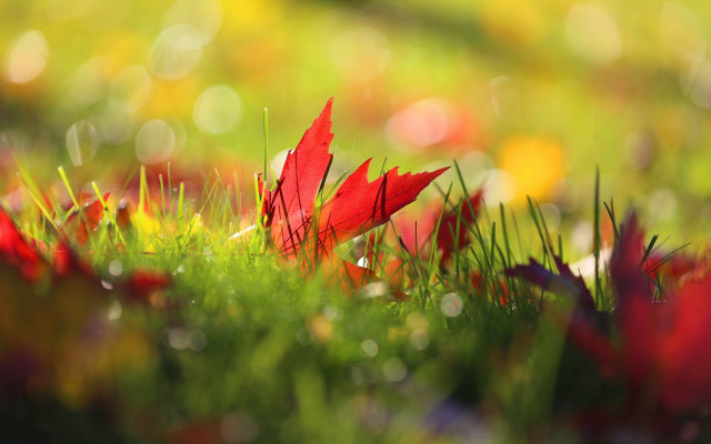 Red flower grass background bokeh free wallpaper for desktop - medium preview image