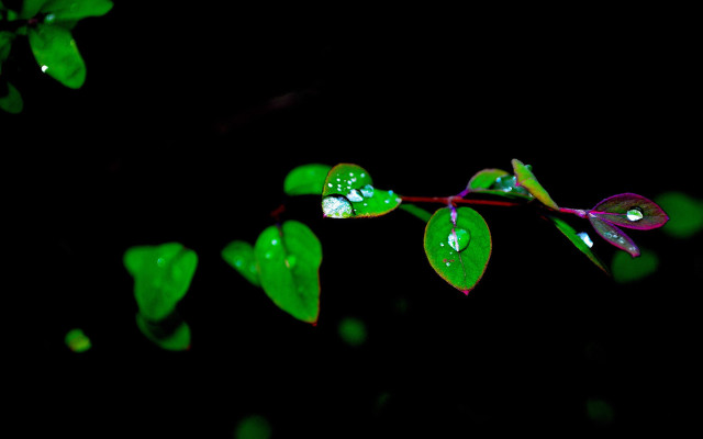 Green plant water drops macro #4 free wallpaper for desktop - medium preview image