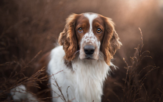Dog tallgrass sunshine wideeyes portrait free wallpaper for desktop - medium preview image