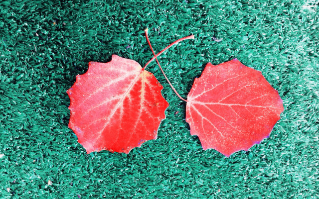 Red leaves green grass autumn free wallpaper for desktop - medium preview image
