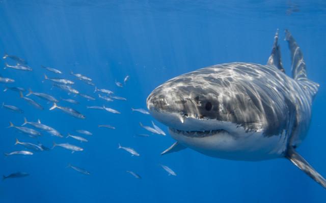 Great white shark school fish free wallpaper for desktop - medium preview image