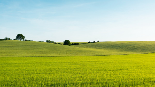 Green field trees sunny blue free wallpaper for desktop - medium preview image