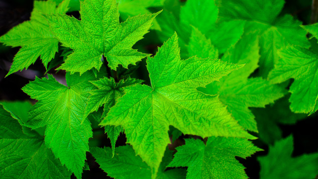 Green leafy plant bamboo forest free wallpaper for desktop - medium preview image