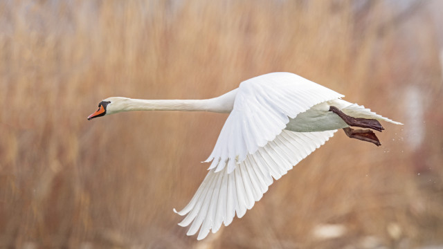 White swan flying dry grass free wallpaper for desktop - medium preview image