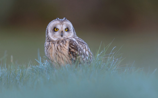 Small owl grass yellow eye free wallpaper for desktop - medium preview image