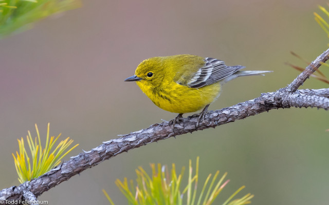 Yellow bird pine branch outdoors free wallpaper for desktop - medium preview image