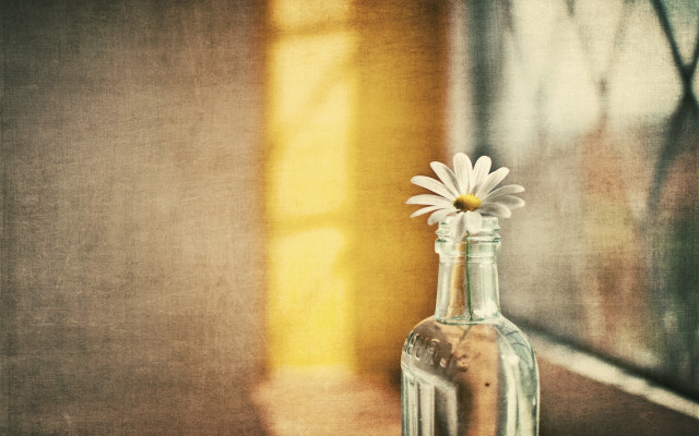 Glass bottle flower table window free wallpaper for desktop - medium preview image