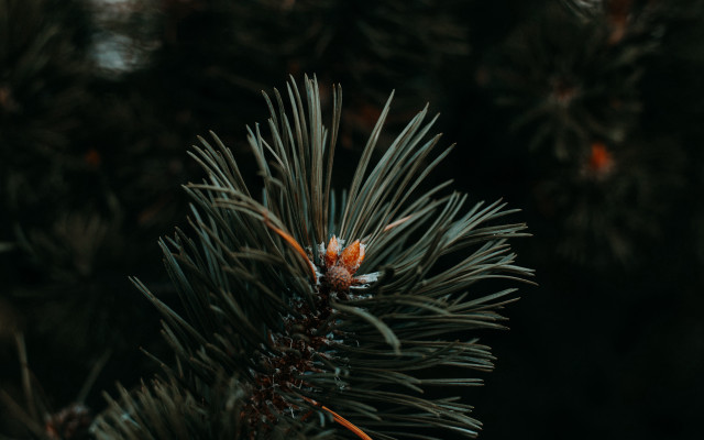 Pine tree berry forest shallow free wallpaper for desktop - medium preview image