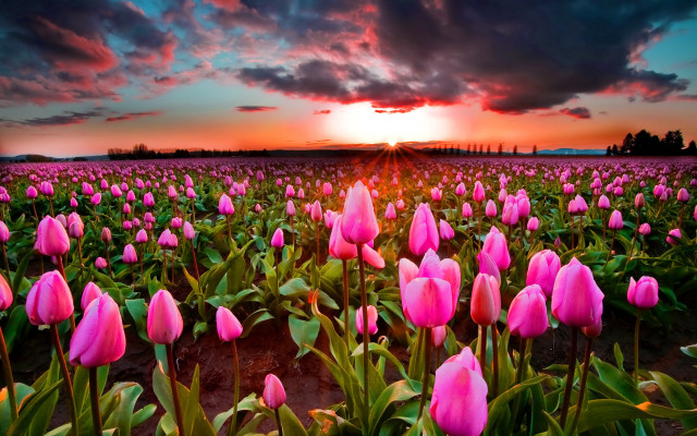 Pink flowers sunset clouds horizon free wallpaper for desktop - medium preview image