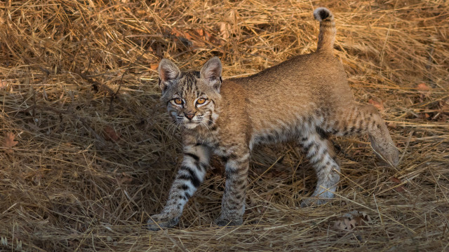 Small kitten dry grass field free wallpaper for desktop - medium preview image