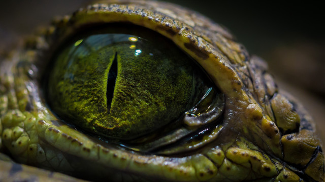 Green eye macro blurry depth free wallpaper for desktop - medium preview image