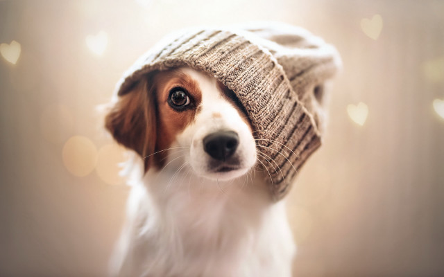 Dog hat hearts blurry photorealistic free wallpaper for desktop - medium preview image