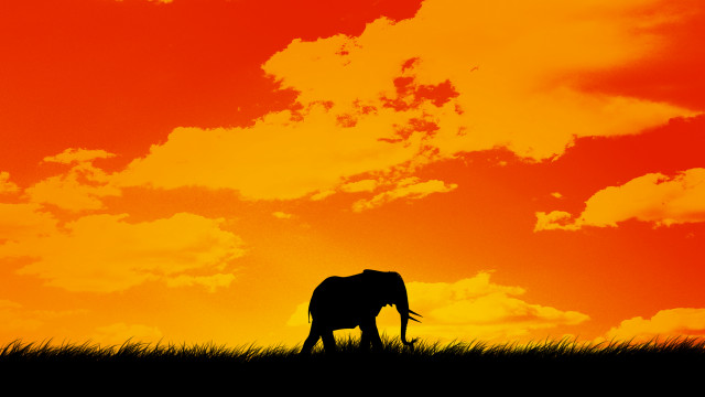 Elephant silhouette sunset clouds orange free wallpaper for desktop - medium preview image