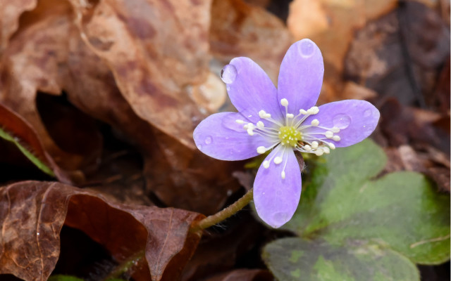 Purple flower white stamens fall free wallpaper for desktop - medium preview image