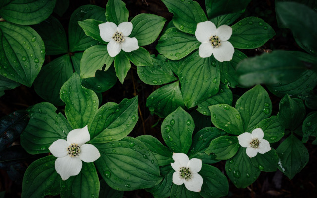 White flowers green leaves rainy free wallpaper for desktop - medium preview image