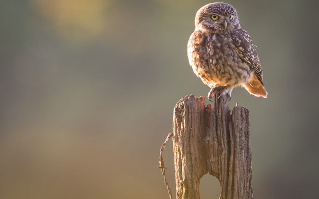 Small owl wooden post cactus free wallpaper for desktop - medium preview image