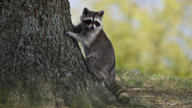 Raccoon climbing tree hug outdoors free wallpaper for desktop - medium preview image