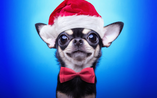 Dog santa hat bowtie blue free wallpaper for desktop - medium preview image
