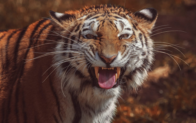 Tiger open mouth male wildlife free wallpaper for desktop - medium preview image