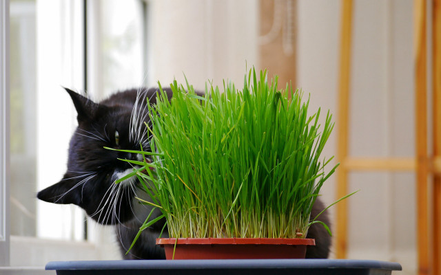 Cat sniffing potted plant blurry free wallpaper for desktop - medium preview image