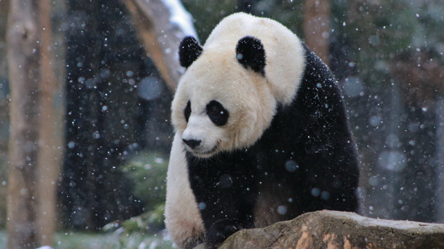Panda snow forest tree rock free wallpaper for desktop - medium preview image
