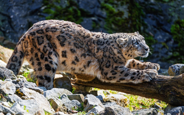 Snow leopard log mountain forest free wallpaper for desktop - medium preview image