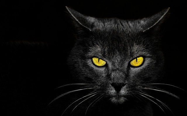 Black cat yellow eyes gothic #21 free wallpaper for desktop - medium preview image