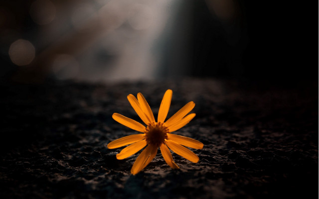 Yellow flower black surface light free wallpaper for desktop - medium preview image