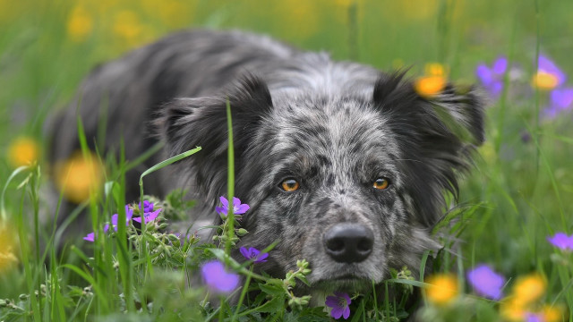 Sad dog in grass flower free wallpaper for desktop - medium preview image