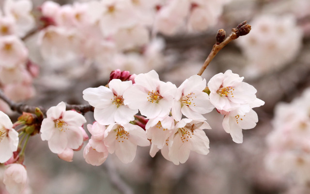 Pink flower branch bloom blurry free wallpaper for desktop - medium preview image