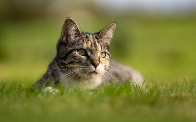 Cat lying in grass sad free wallpaper for desktop - medium preview image