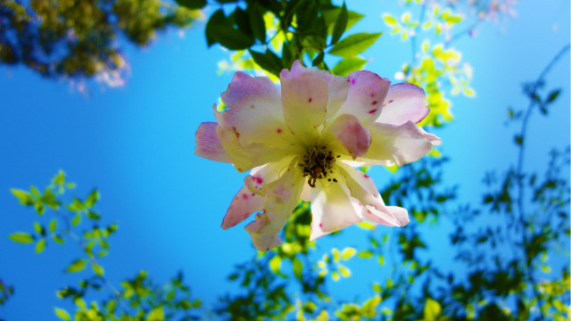 Pink white flower sun macro free wallpaper for desktop - medium preview image