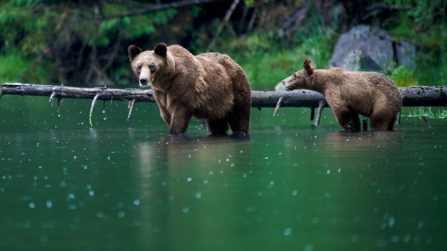 Bears walking water log trees free wallpaper for desktop - medium preview image