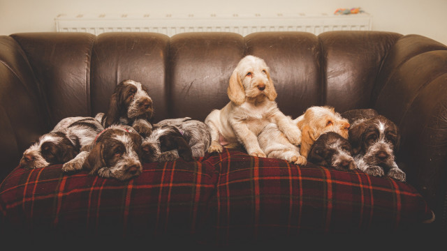 Dogs couch puppies blanket arts free wallpaper for desktop - medium preview image
