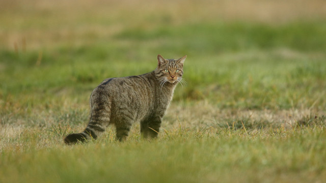 Cat walking grassy field blurry #2 free wallpaper for desktop - medium preview image