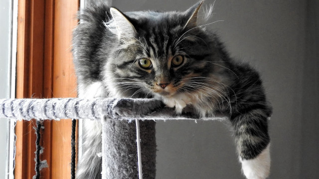 Cat tree cat camera staring free wallpaper for desktop - medium preview image