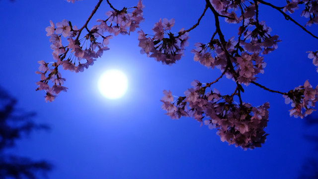 Full moon cherry blossoms eve free wallpaper for desktop - medium preview image