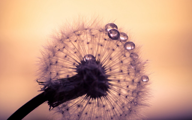 Dandelion water drops macro photography free wallpaper for desktop - medium preview image