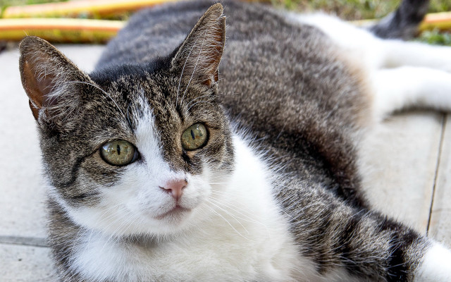 Sad cat depth of field free wallpaper for desktop - medium preview image