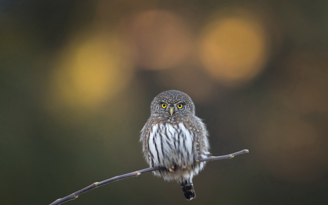 Small owl yellow eyes microscopic free wallpaper for desktop - medium preview image