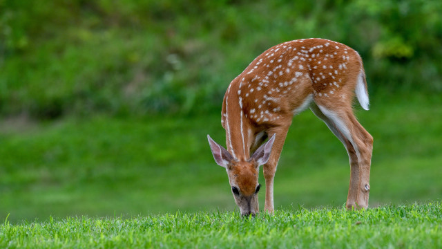Deer grazing green field trees free wallpaper for desktop - medium preview image