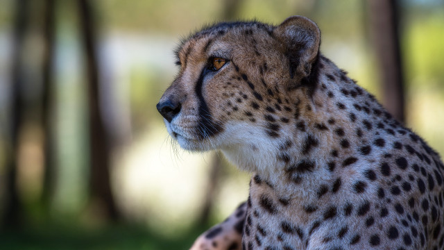 Cheetah sitting shade trees grass free wallpaper for desktop - medium preview image