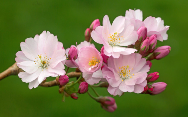 Pink flowers branch macro nature free wallpaper for desktop - medium preview image