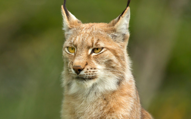 Cat longhair yelloweyes closeup naturalism free wallpaper for desktop - medium preview image