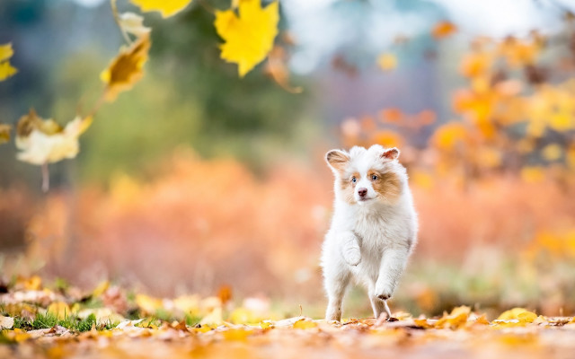 White dog autumn leaves fiery free wallpaper for desktop - medium preview image
