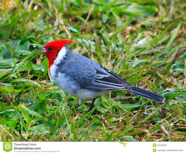 Red gray bird green field free wallpaper for desktop - medium preview image