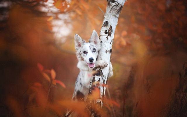 Dog woods tree trunk eyes free wallpaper for desktop - medium preview image