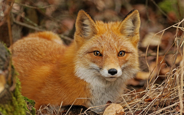Red fox sitting woods sad free wallpaper for desktop - medium preview image