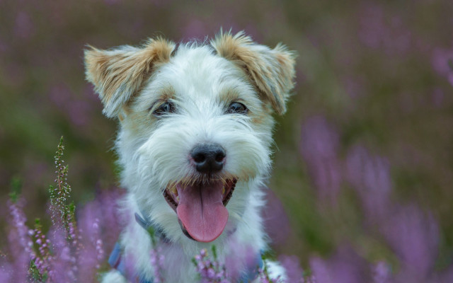 Dog collar flower field blurry free wallpaper for desktop - medium preview image